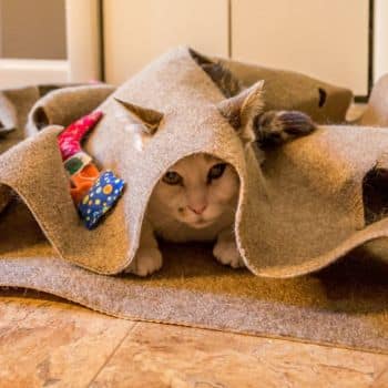 a cat under a rug.